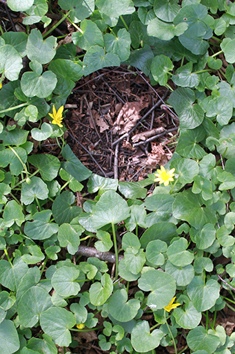 Kunst Ulrich Stolz Natur Landschaft 