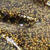 kollabierende Monokultur