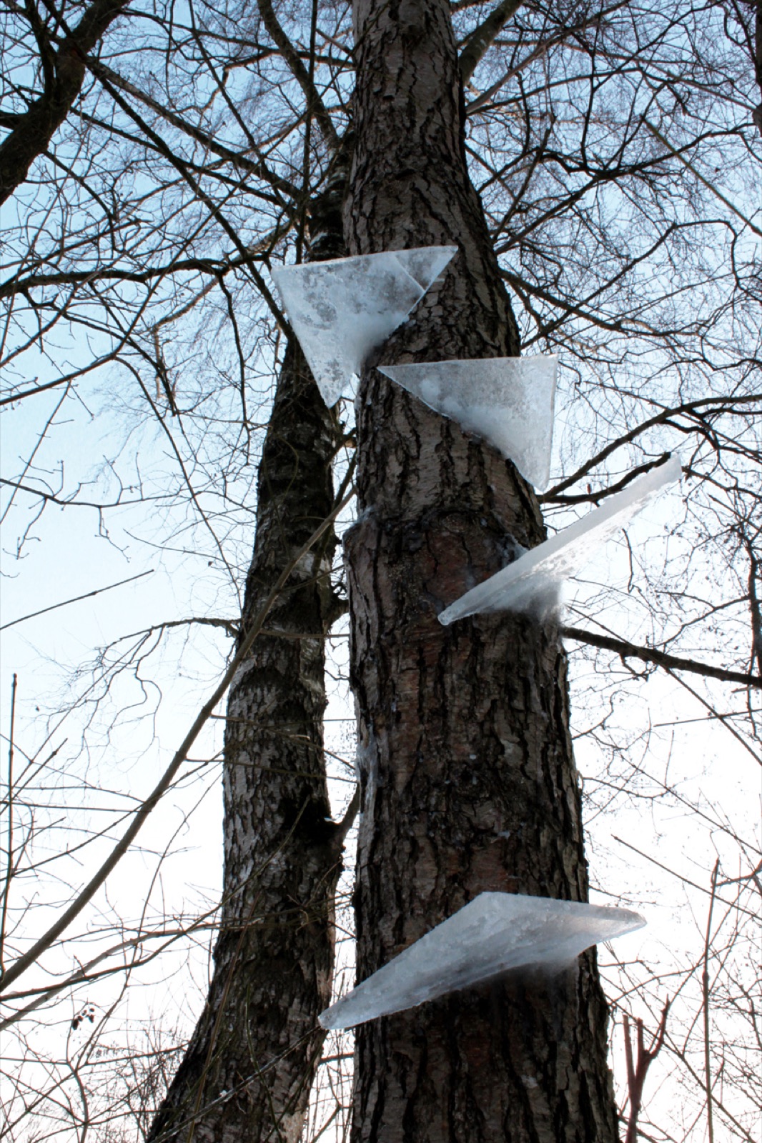 Ansicht 1 der Arbeit „Baum, Eis“