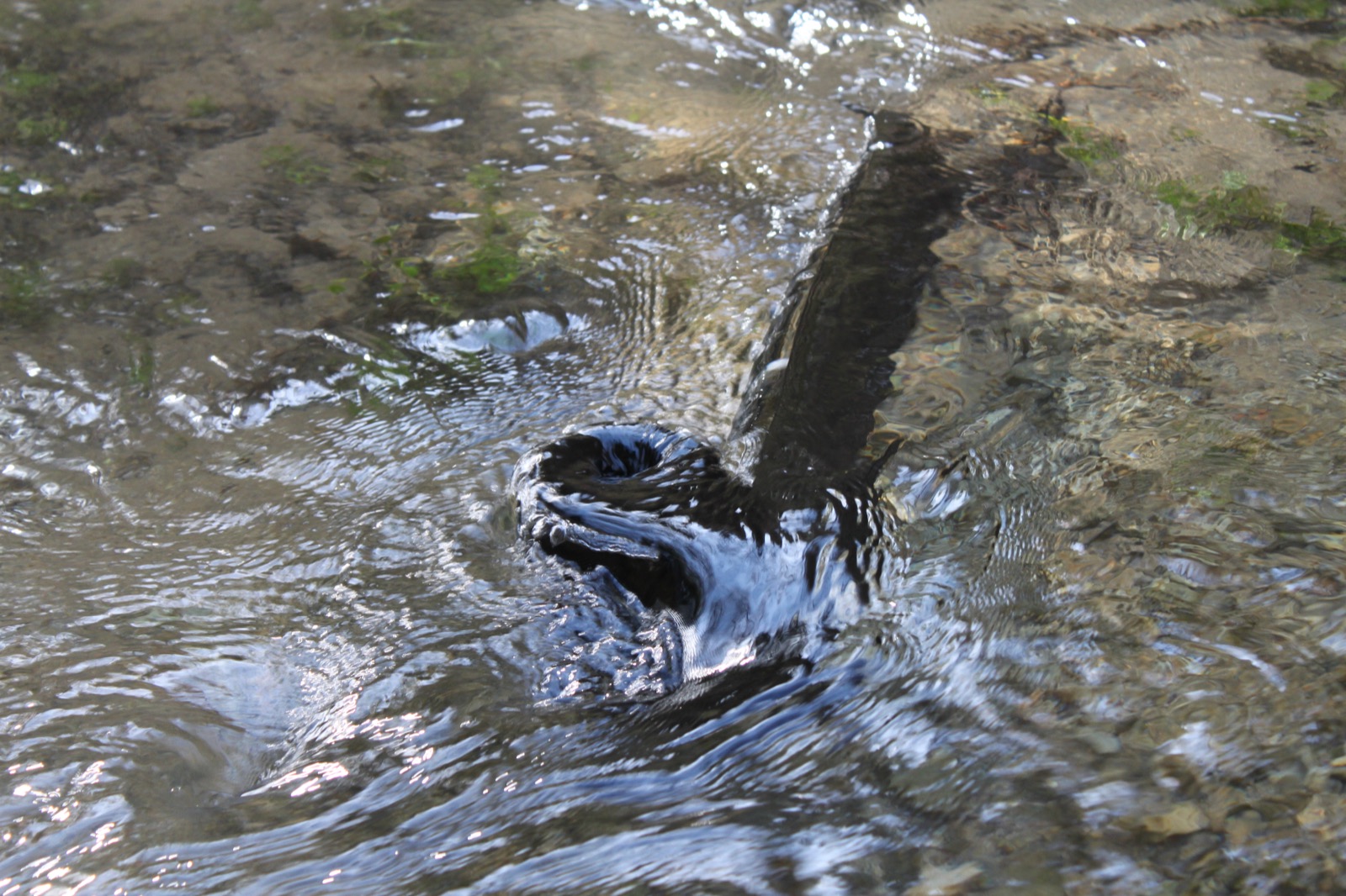 Ansicht 1 der Arbeit „geformtes Wasser“