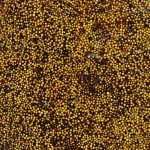 Ansicht 4 der Arbeit „rapeseed“