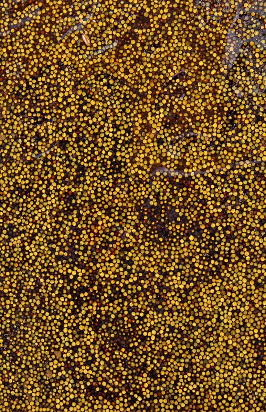Ansicht 4 der Arbeit „rapeseed“