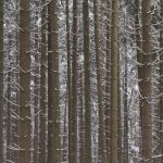 Ansicht 1 der Arbeit „Stiller Wald“