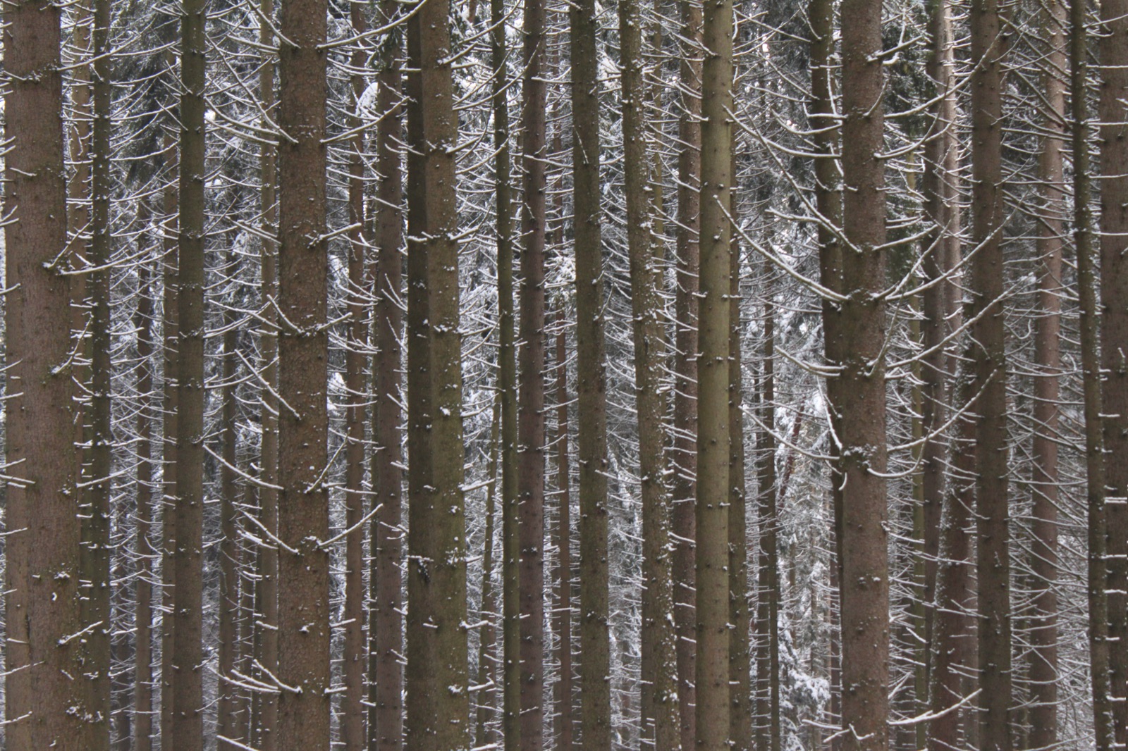 Ansicht 1 der Arbeit „Stiller Wald“