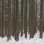 Ansicht 2 der Arbeit „Stiller Wald“
